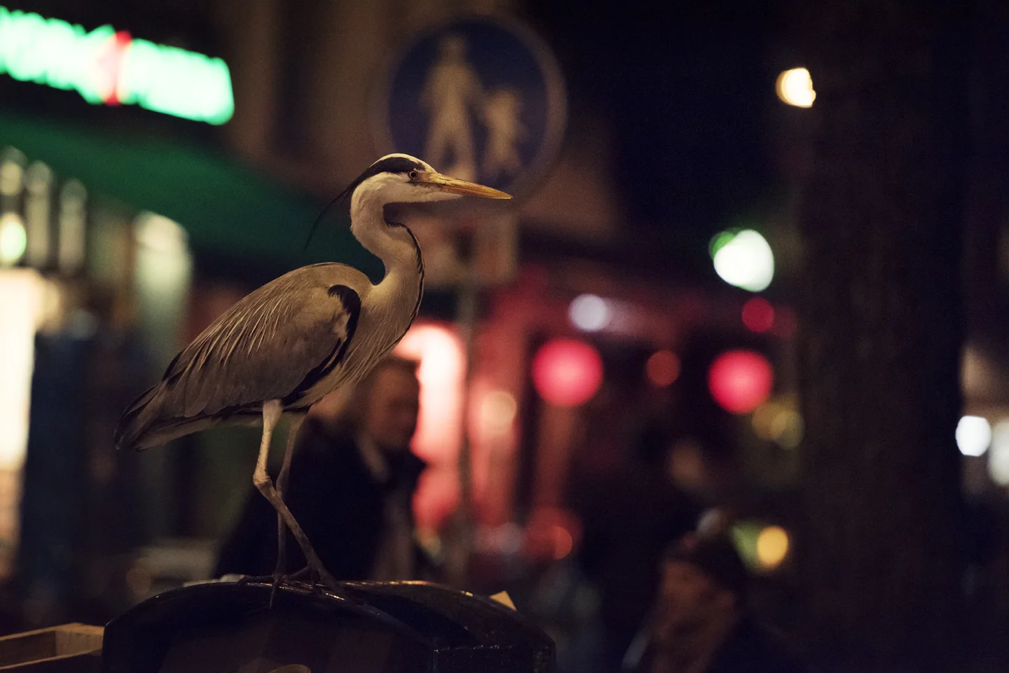 Slowly the herons disperse, heading off into the night to communal roosts around the city. Soon, just a solitary heron is left to pick over the scraps