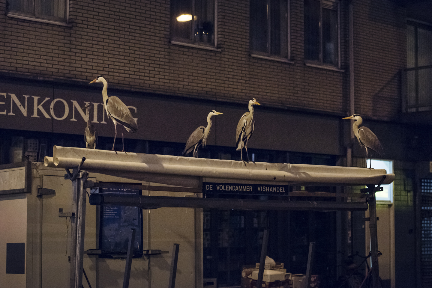  Sometimes fifteen to twenty herons can be seen at one time gathered on the stalls and surrounding rooftops 