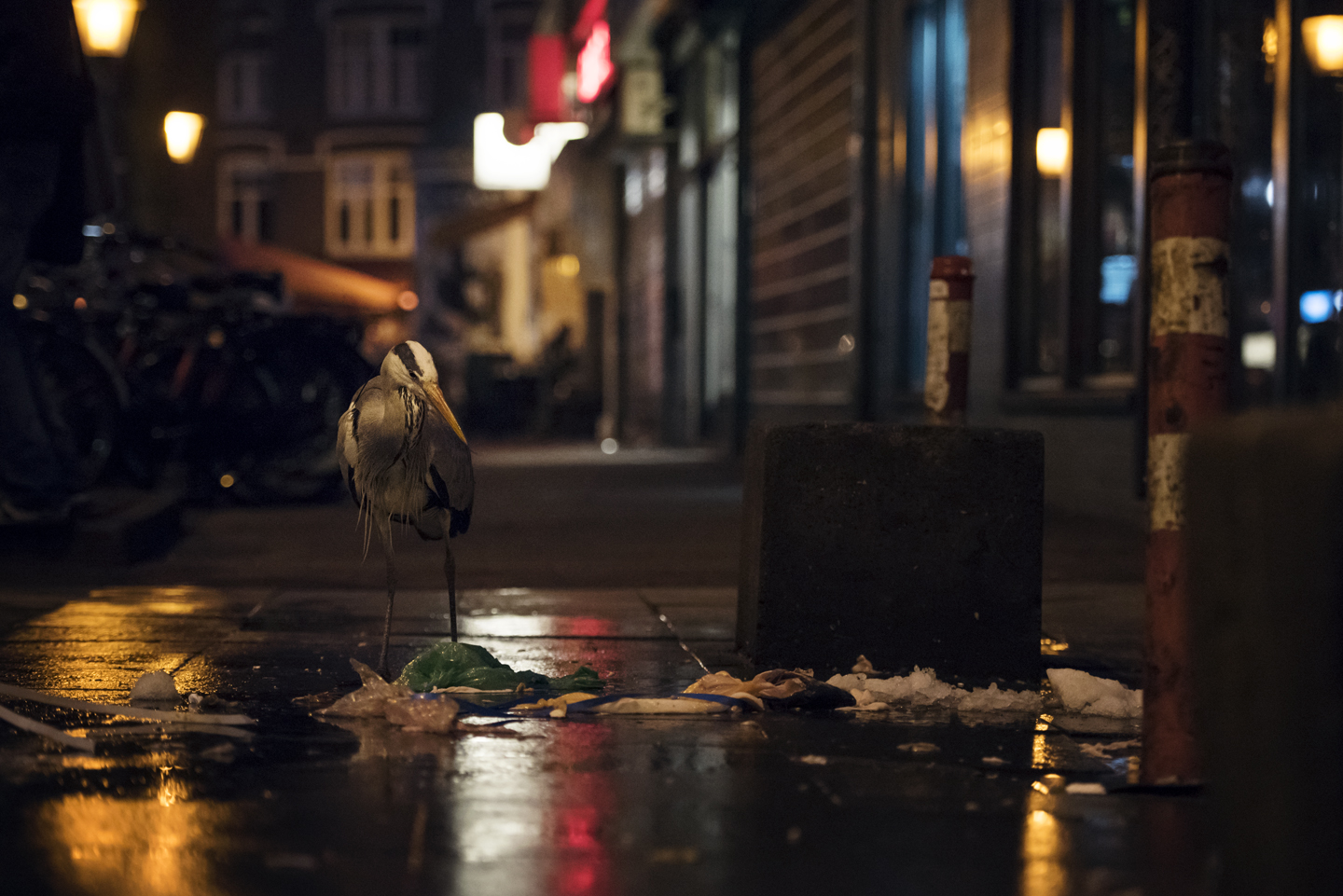  It might seem unusual, but these resourceful wild birds are successfully exploiting our wasteful nature, supplementing their natural diet with a free take-away on us 