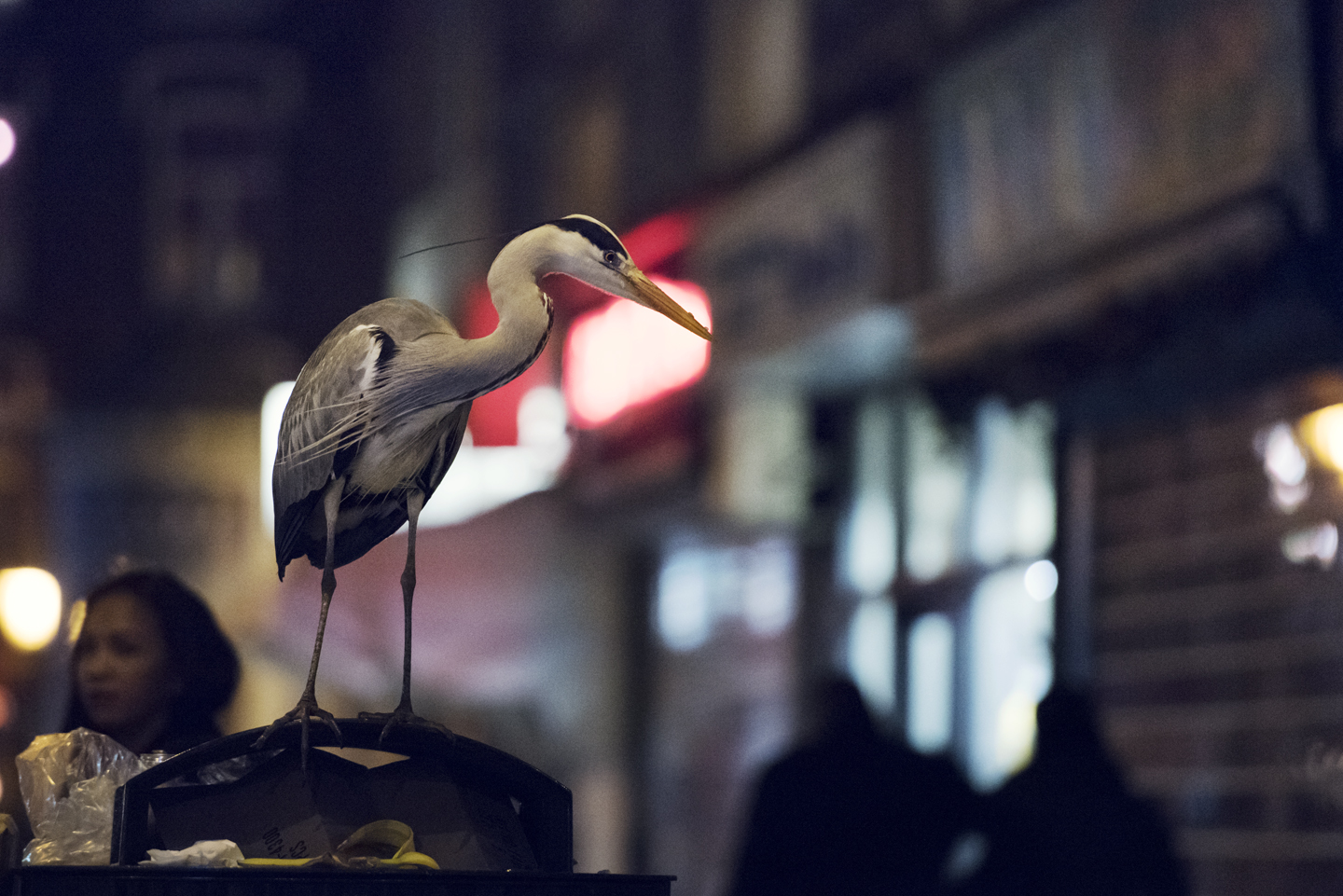 Night Heron