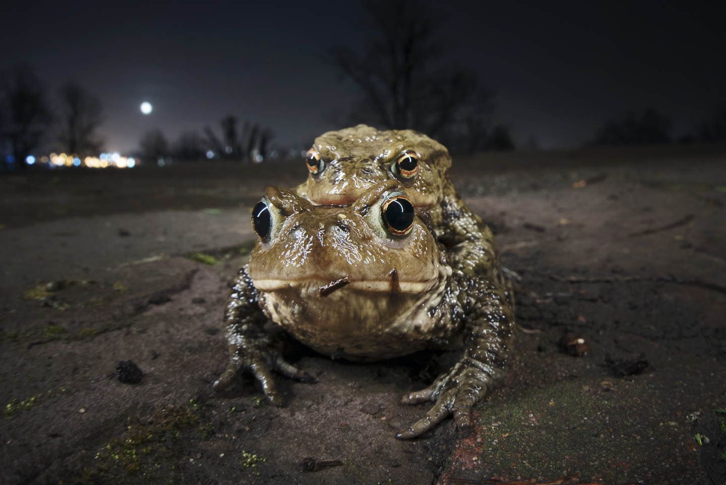  At least she will be free from further advances until she reaches the pond - with his arms securely fastened he can fend off rivals with a mighty backwards kick 