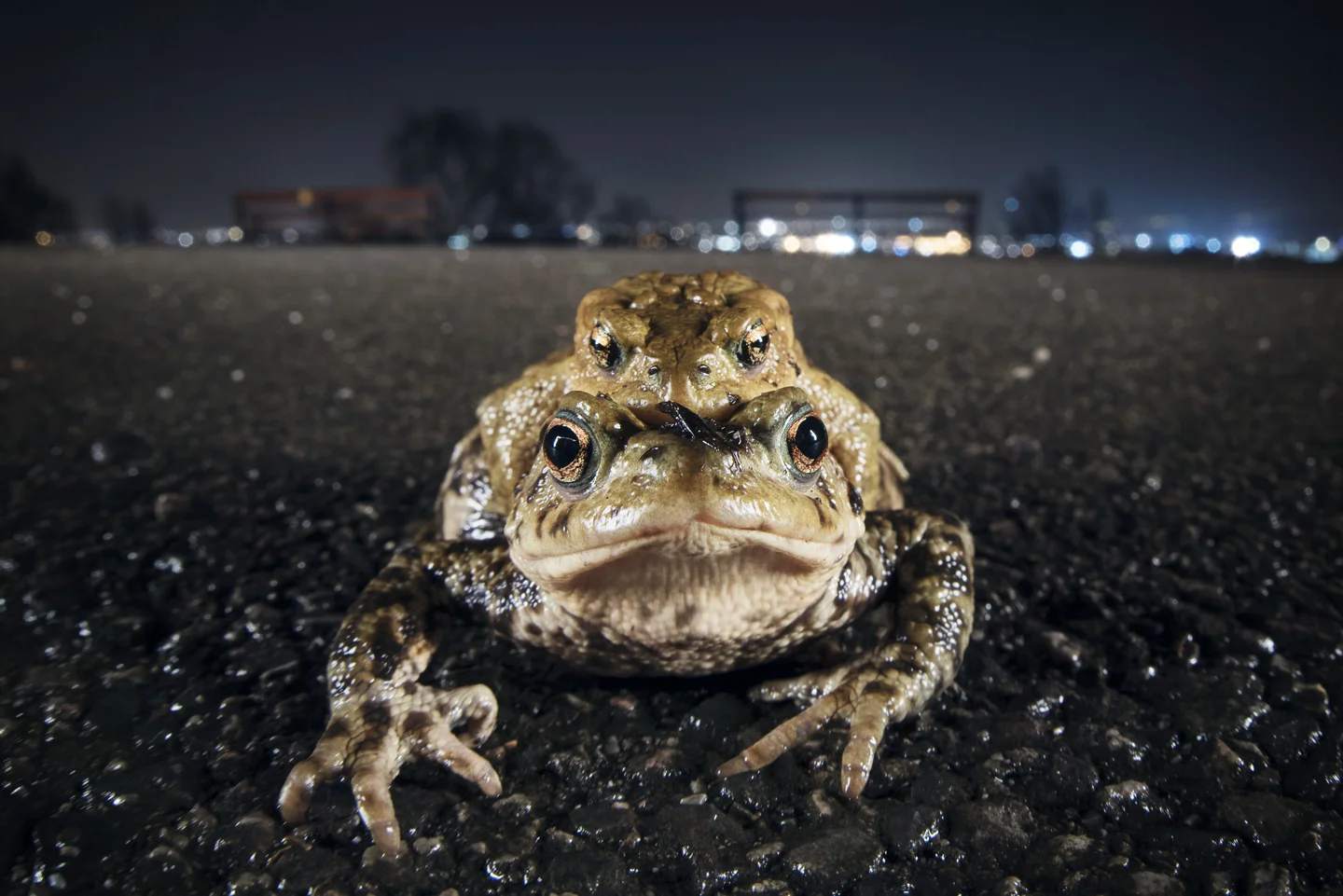 Progress is often encumbered by amorous males, who clamp themselves on in a powerful embrace, hoping to get a headstart on the competition