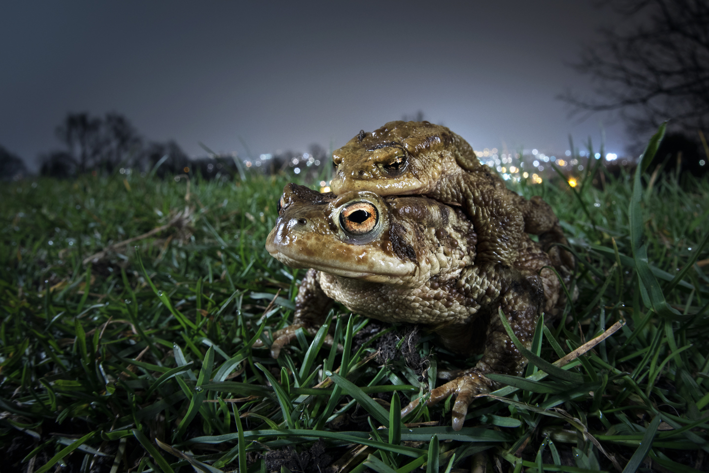  However they make it and despite all&nbsp;the dangers, thousands of toads will attempt this adventurous annual expedition 