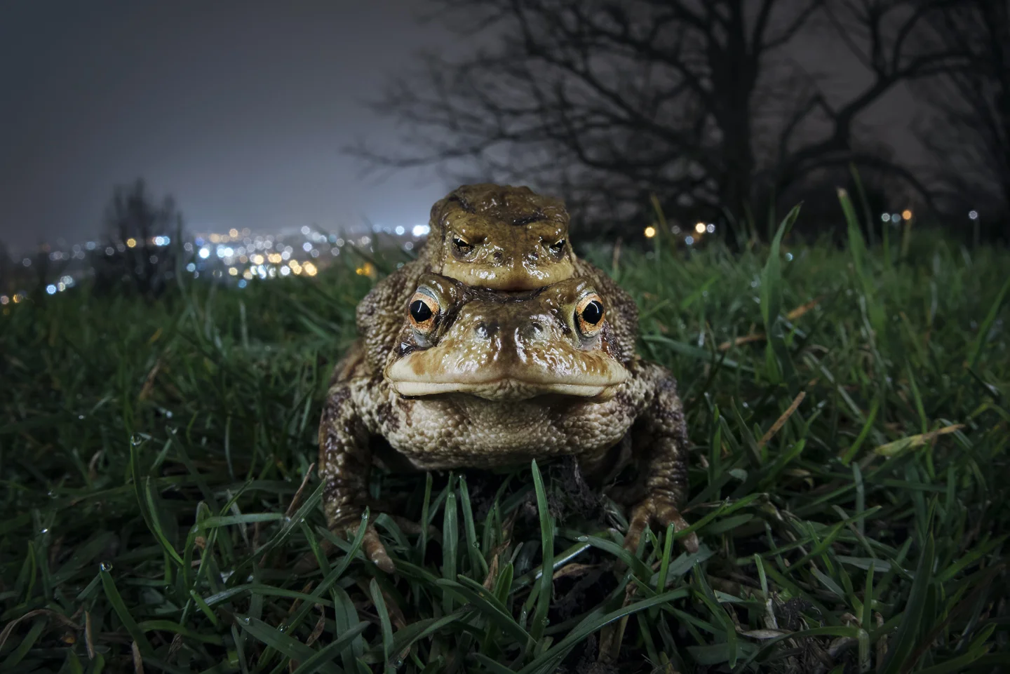 It goes unnoticed by most, but the march of the toads is a spring spectacle that has just as much drama as any migration story