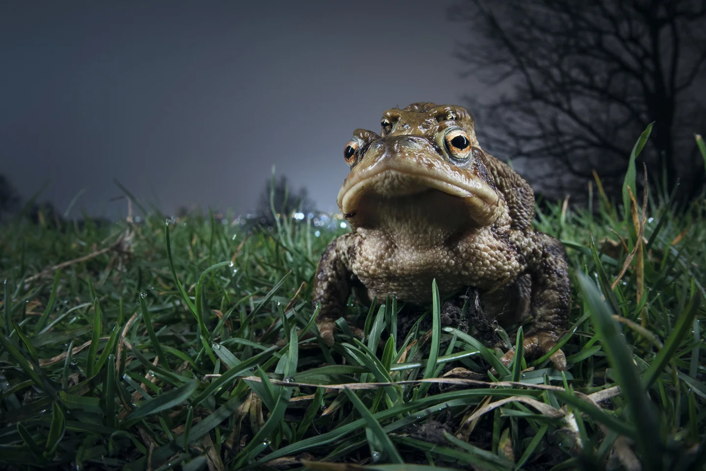 In Bristol, a favoured breeding pond is at the crest of its tallest hill, so a heroic ascent must be conquered