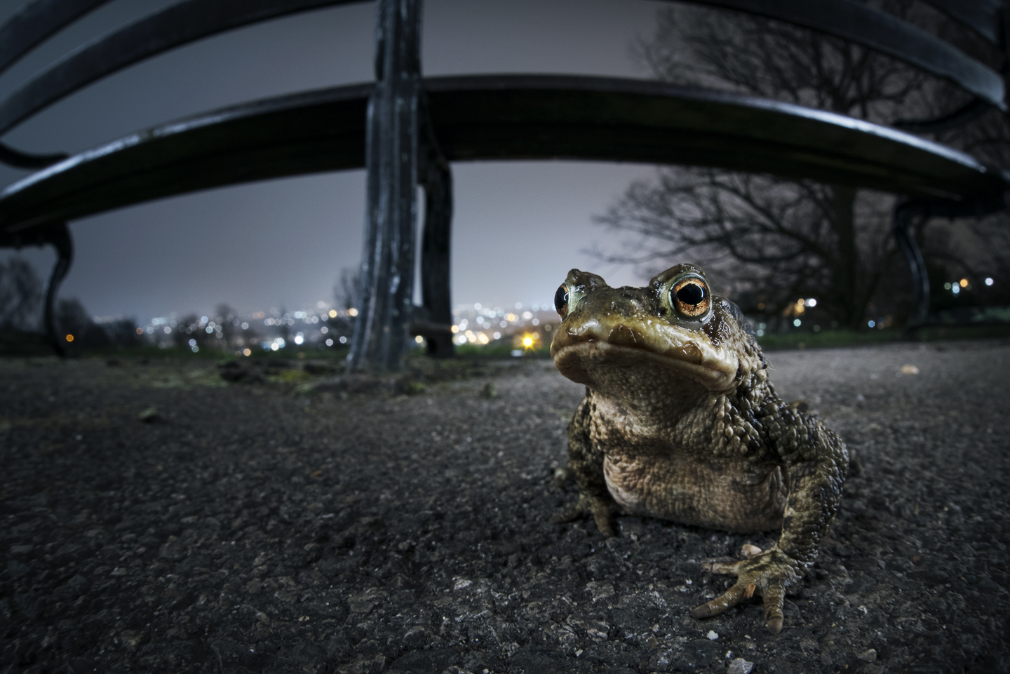  Waking from winter hibernation, common toads have a sudden urge to make for their ancestral breeding pools 