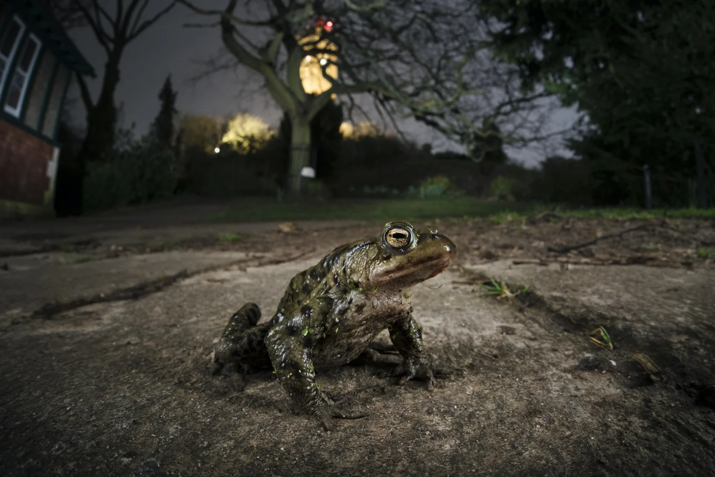 But most males arrive at the party alone. They reach sexual maturity a year earlier, so can greatly outnumber the females