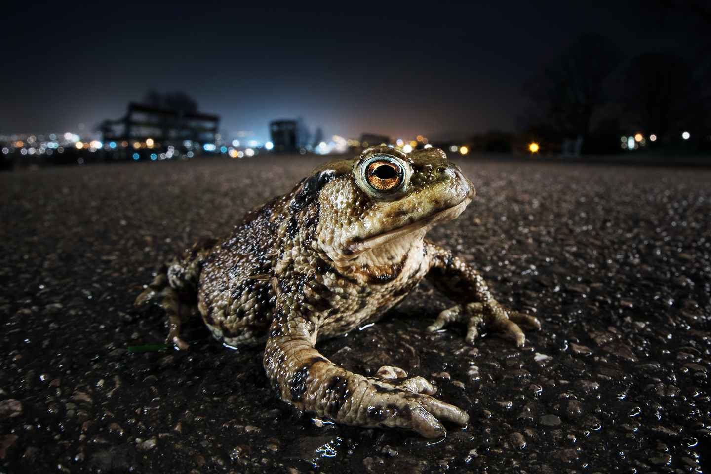  For a few fleeting days each spring, there is a moonlight migration in the centre of the city 