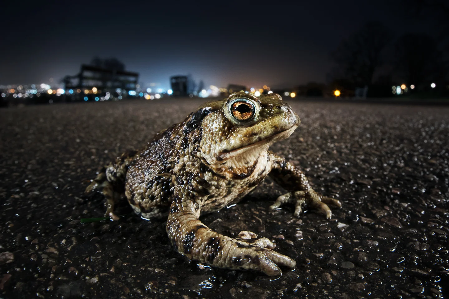 Toad on the Road
