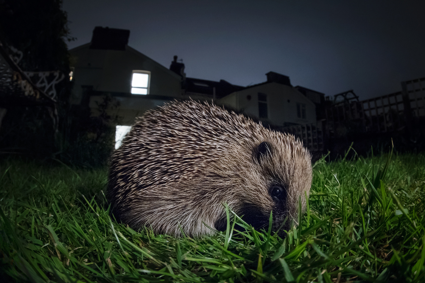 Backyard Hog