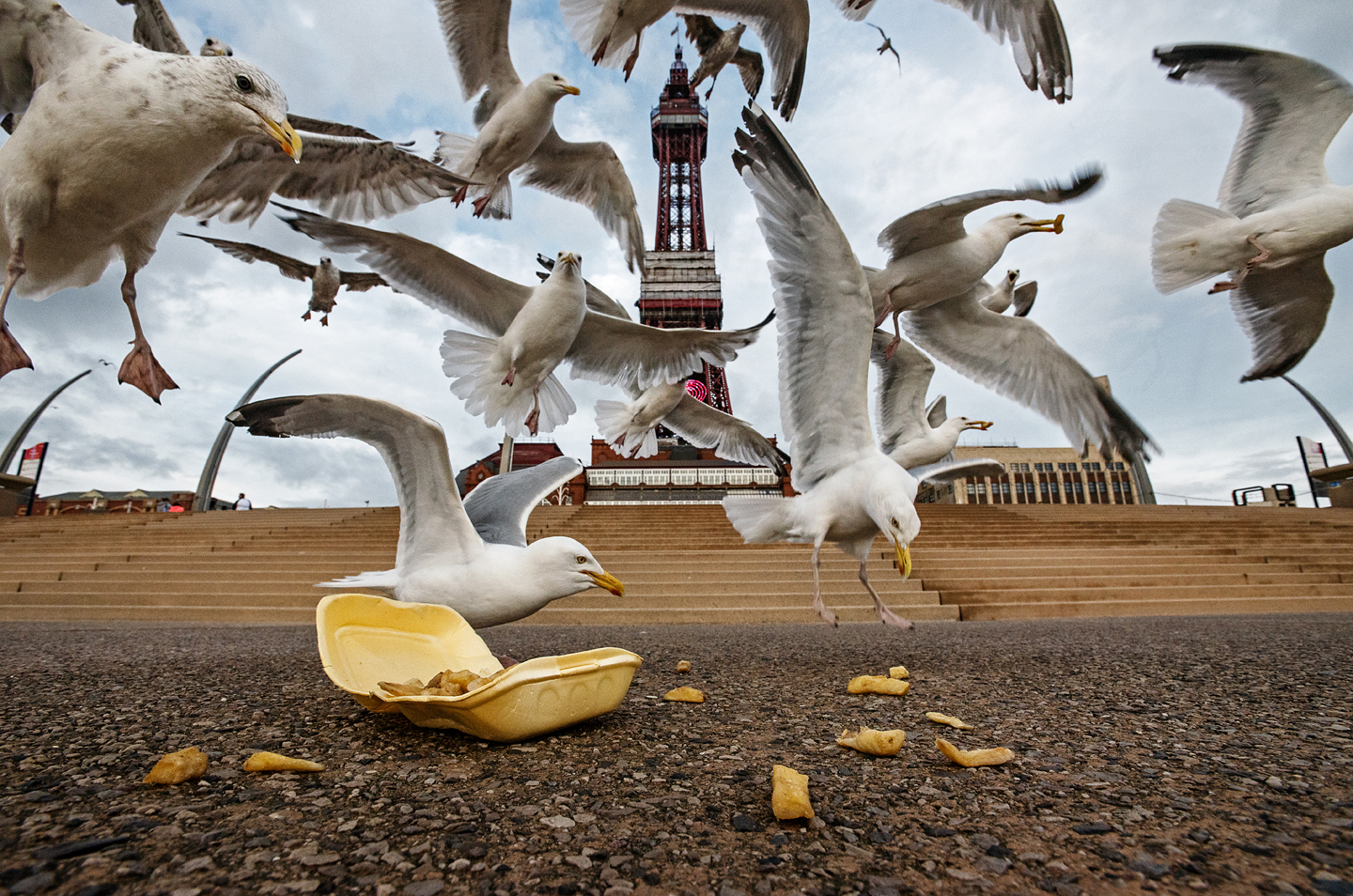 Feeding Frenzy