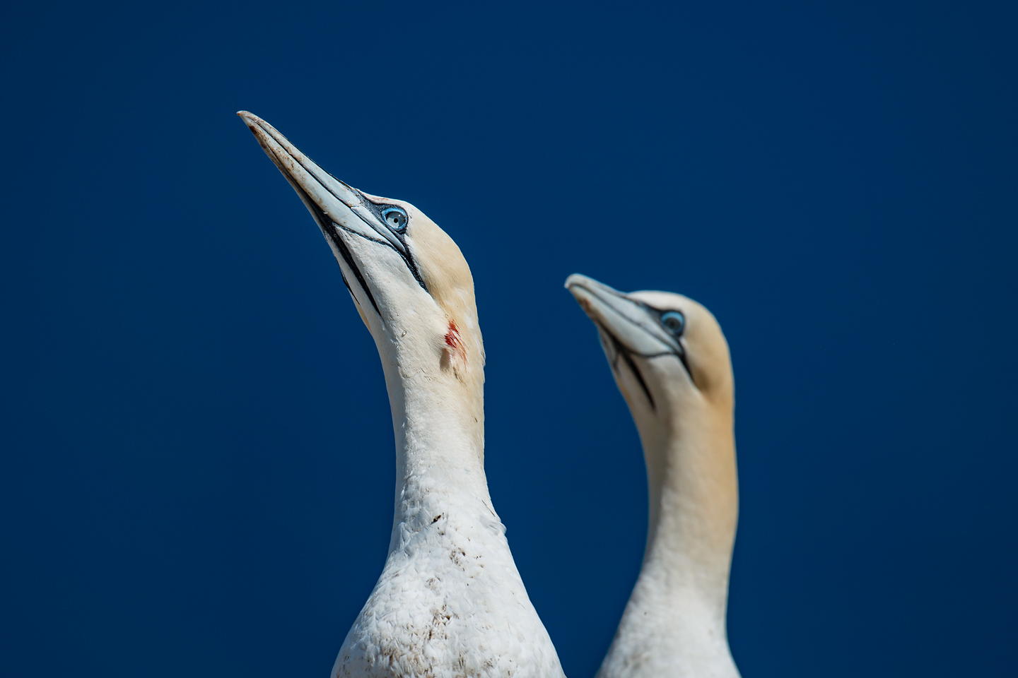  Perfectly streamlined for piercing water at 100 kmph, a northern gannet’s spear-like bill makes a formidable weapon in territorial disputes 