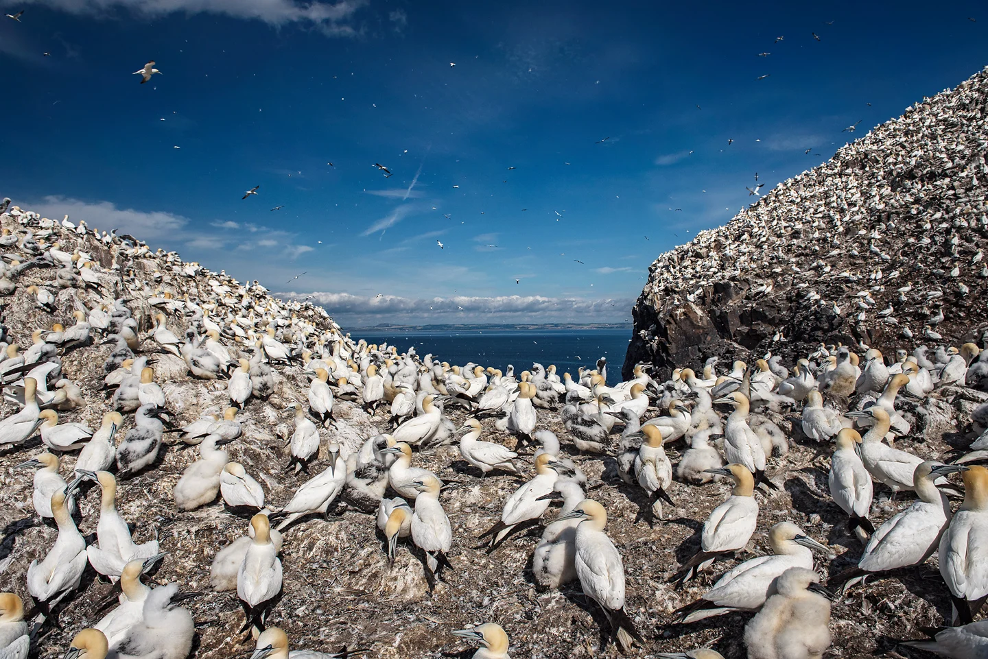 75% of the global breeding population nest in colonies on coastal cliffs, sea stacks and remote islands around the UK. The Bass Rock is the largest single rock gannetry on Earth