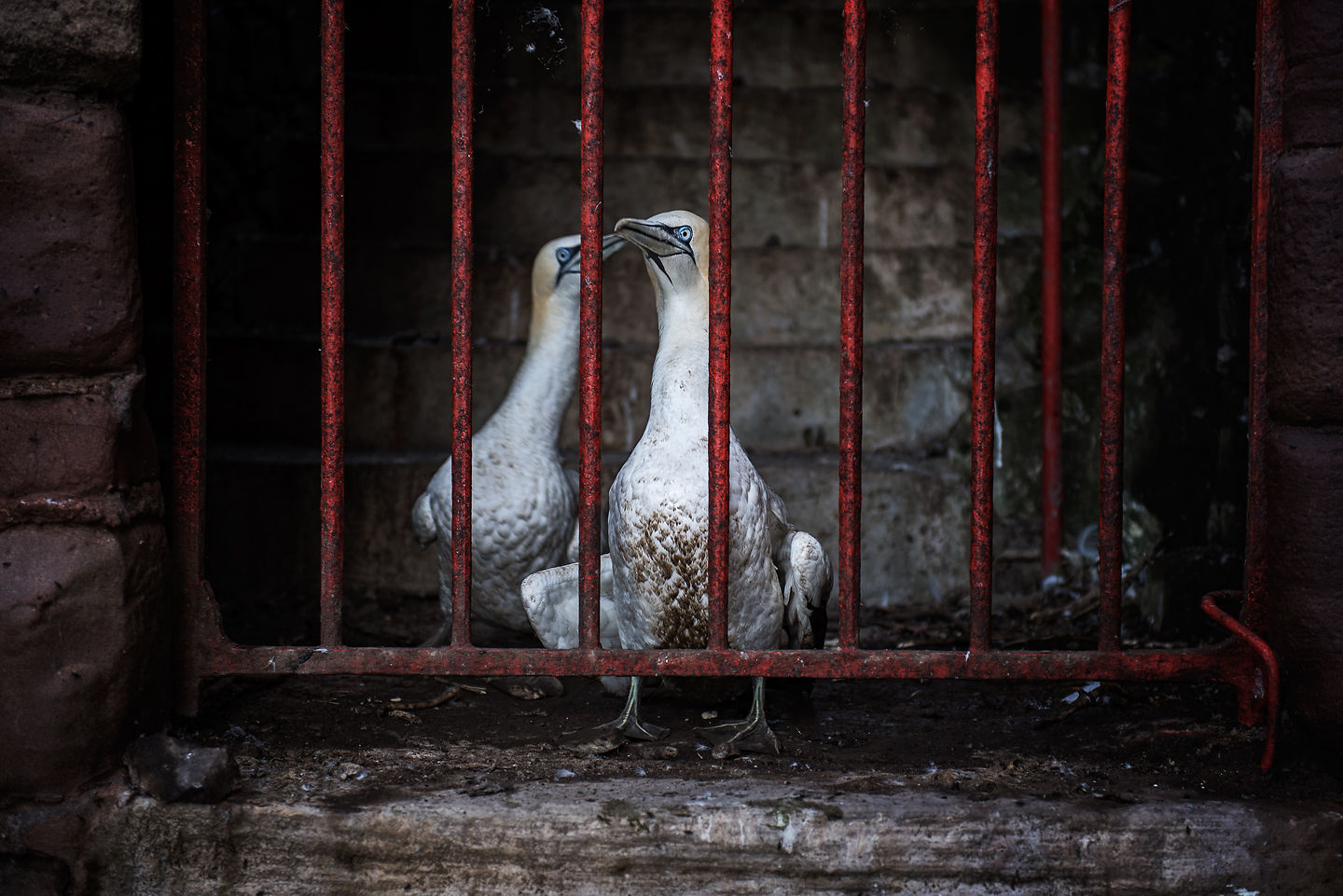  Historically, the Bass was an island prison. The gannetry has become so large that some birds have taken up residence inside the ruins. Like guardians of the gate, these jail birds block the passage into the colony 