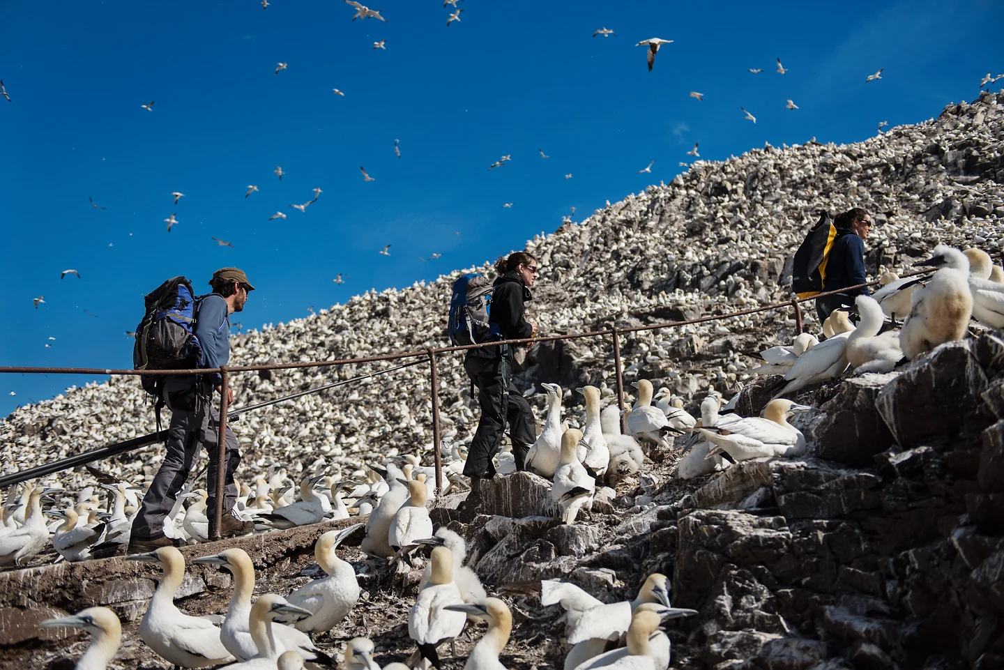 Once past the prison, the team carry their kit, including long gannet catching rods through the colony and up to the study area