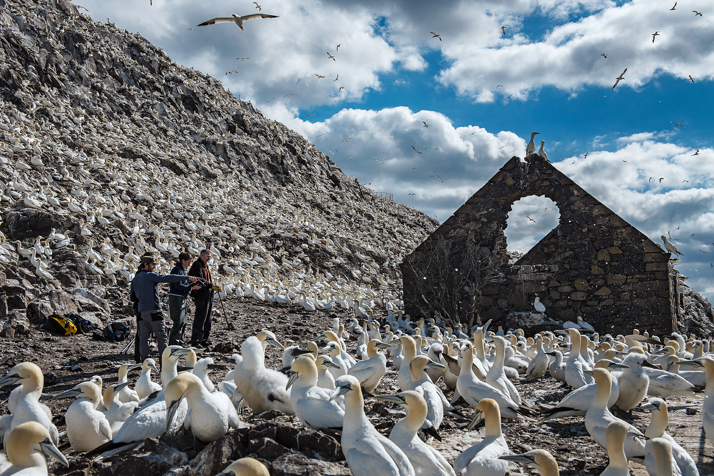  Outside the ruins of an ancient chapel, the team look for previous study birds and single out individuals to attach with monitoring devices 