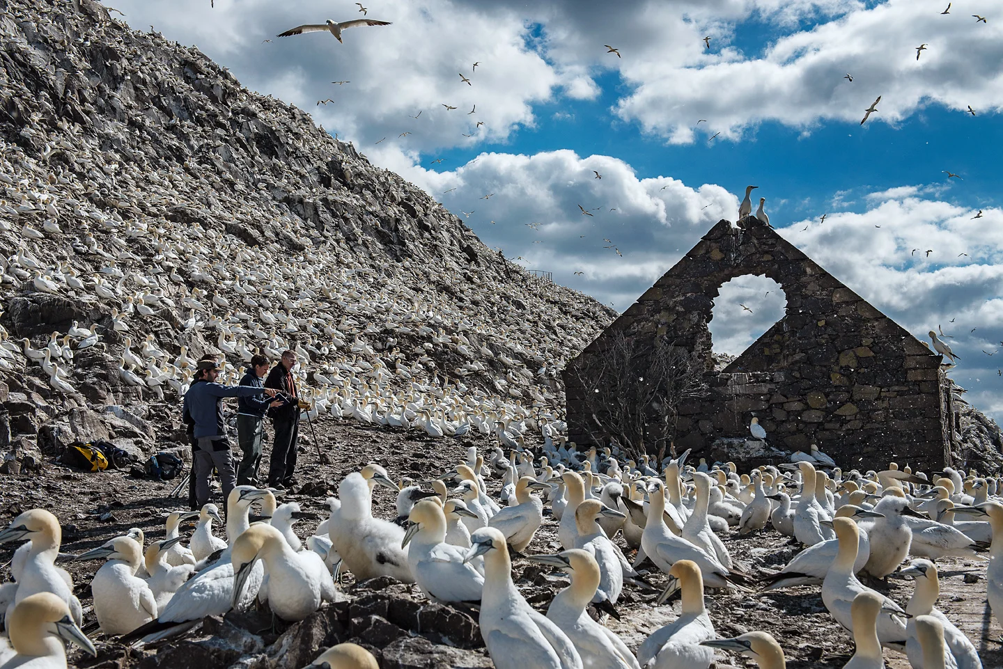 Outside the ruins of an ancient chapel, the team look for previous study birds and single out individuals to attach with monitoring devices