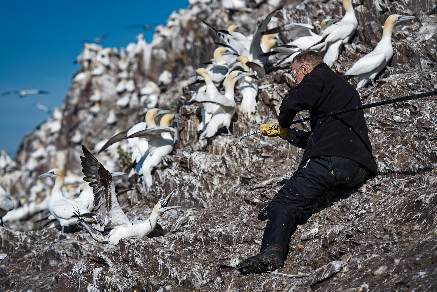  Those with more basic GPS loggers must be re-caught in order to retrieve their data 