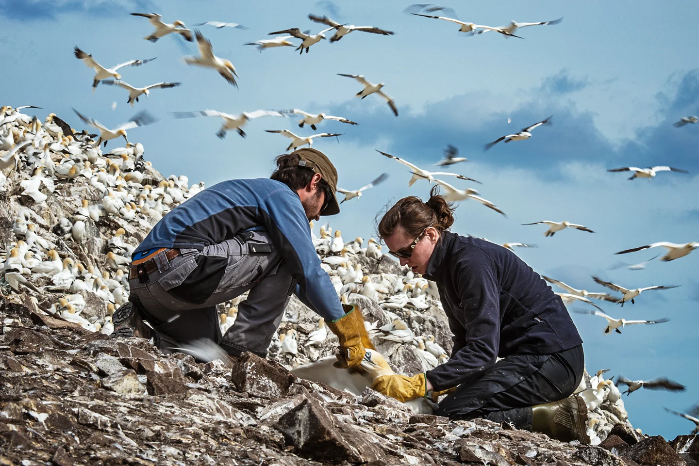 Adult gannets are formidable, powerfully built and solid. Catching them can sometimes be a two person job