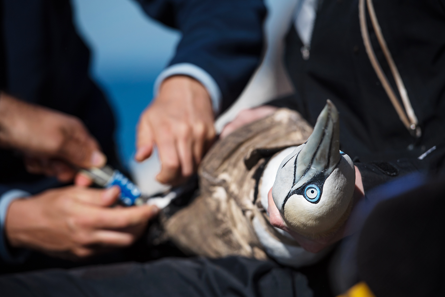  Measurements are taken and Darvic leg rings with large characters are attached so that individual birds can be recognised from a distance 