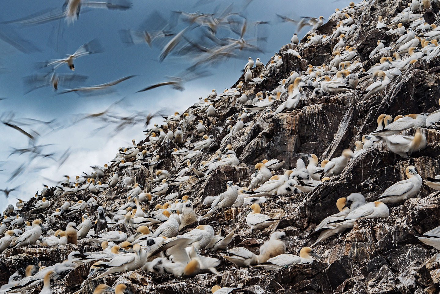  Understanding flight behaviours in 3D and identifying areas of overlap with proposed offshore development has implications for the future of the entire northern gannet species 