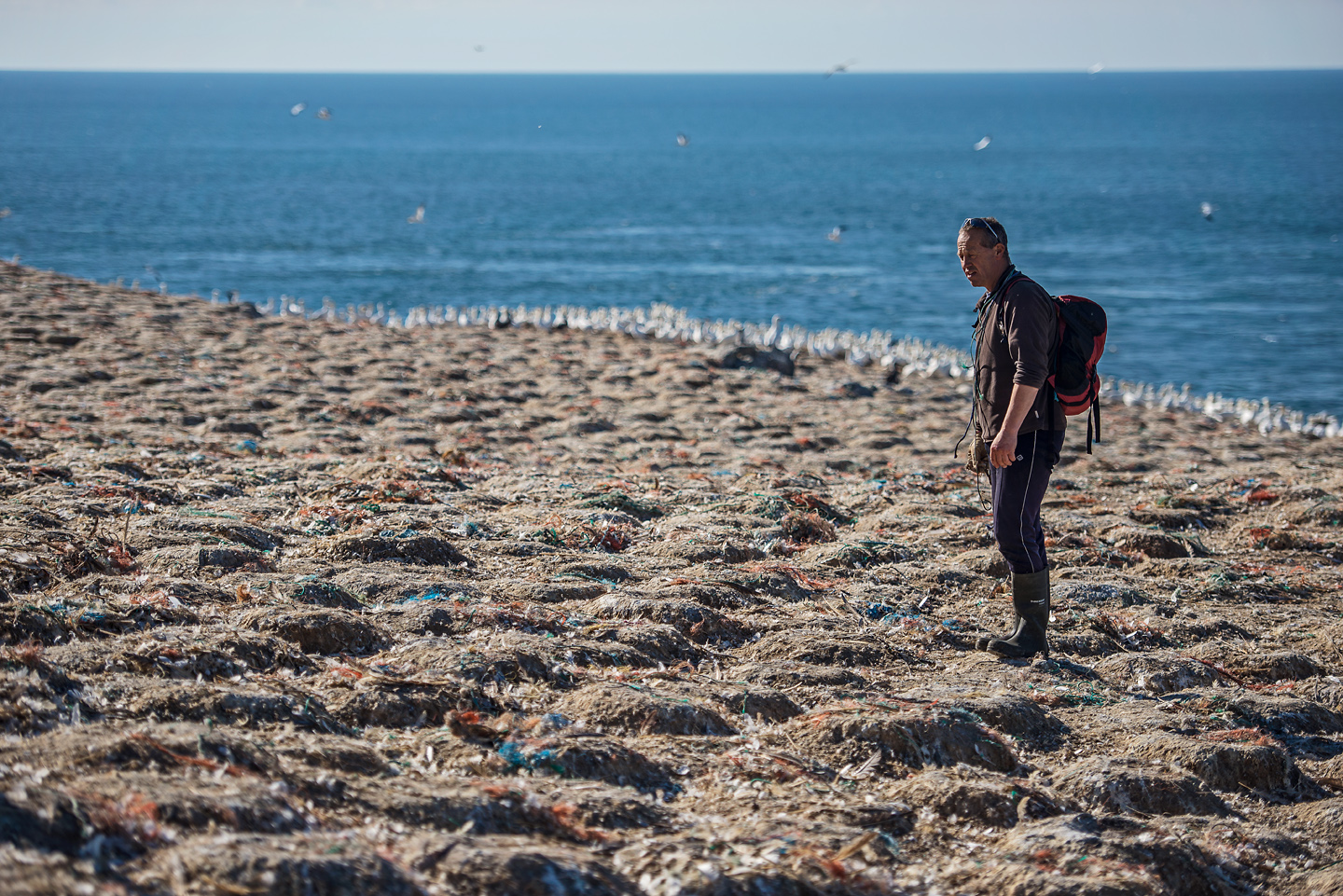  Gannets mistake the man-made floating debris for natural fibres like seaweed and kelp and bring it on to the island to line their nests. It is estimated that there is now 18.5 tons of plastic waste on Grassholm 