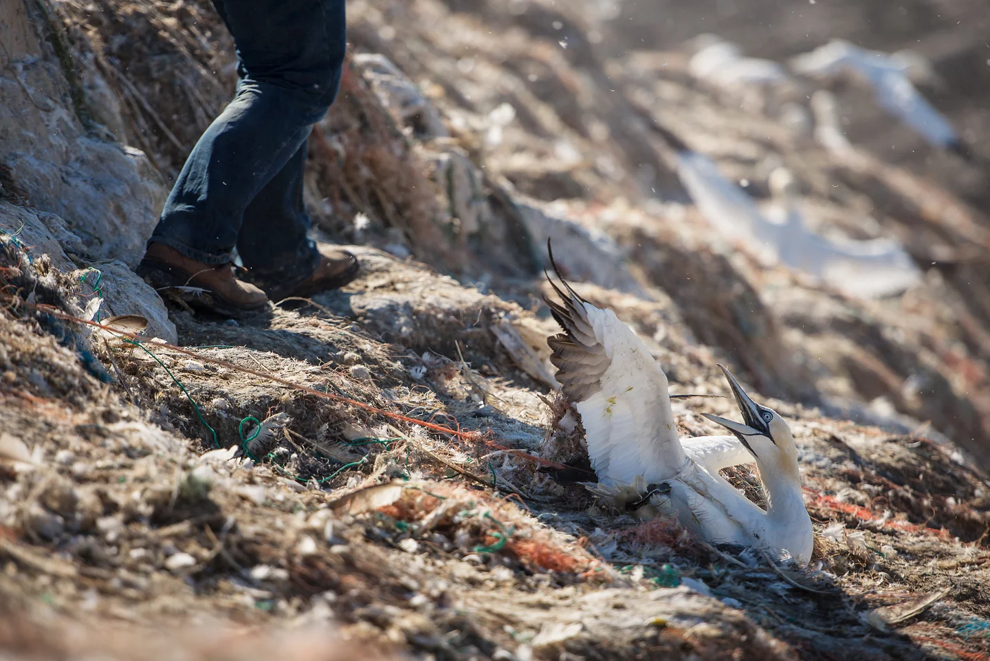 Plastic fibres are a deadly combination of incredibly strong and extremely cheap to produce. This makes them easily disposable and unlike natural fibres, nearly impossible to escape from once entangled