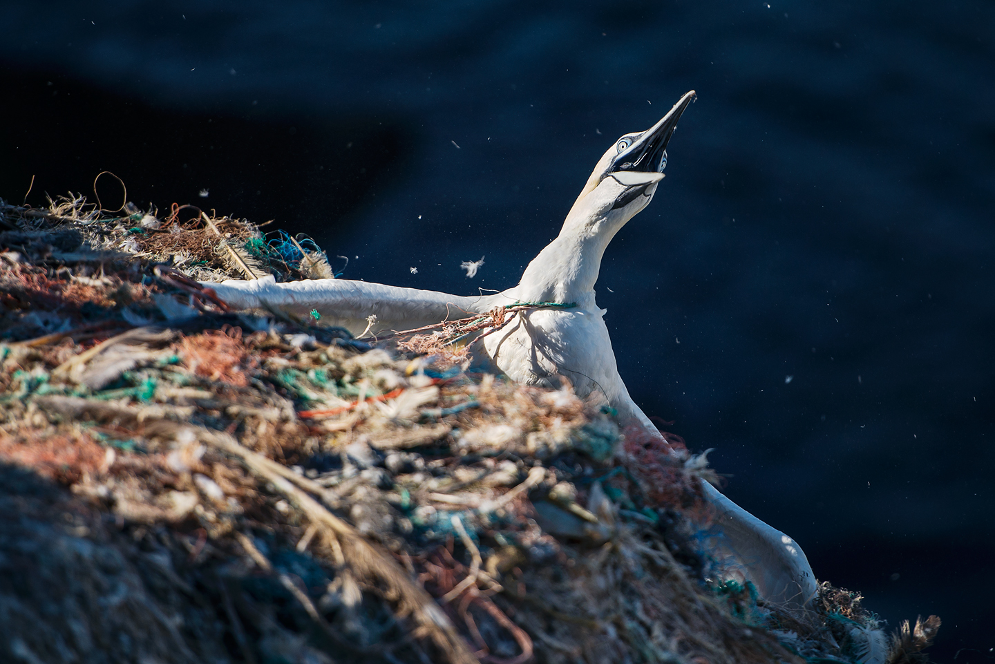  Nests become death-traps, with panicked and struggling birds becoming increasingly entangled. This bird hangs from the cliff edge, strangled by a tightening noose around its neck 