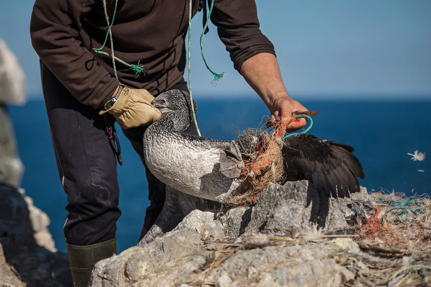 Juvenile birds are often the worst affected, with ropes continually constricting their limbs as they grow and develop