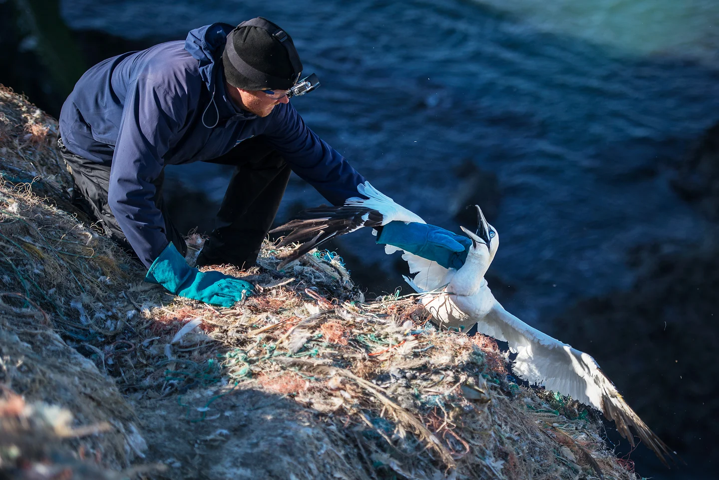 A team of volunteers led by RSPB Ramsey Island warden Greg Morgan visit Grassholm each year at the end of the breeding season. They are on a rescue mission to save as many gannets as possible from this death sentence