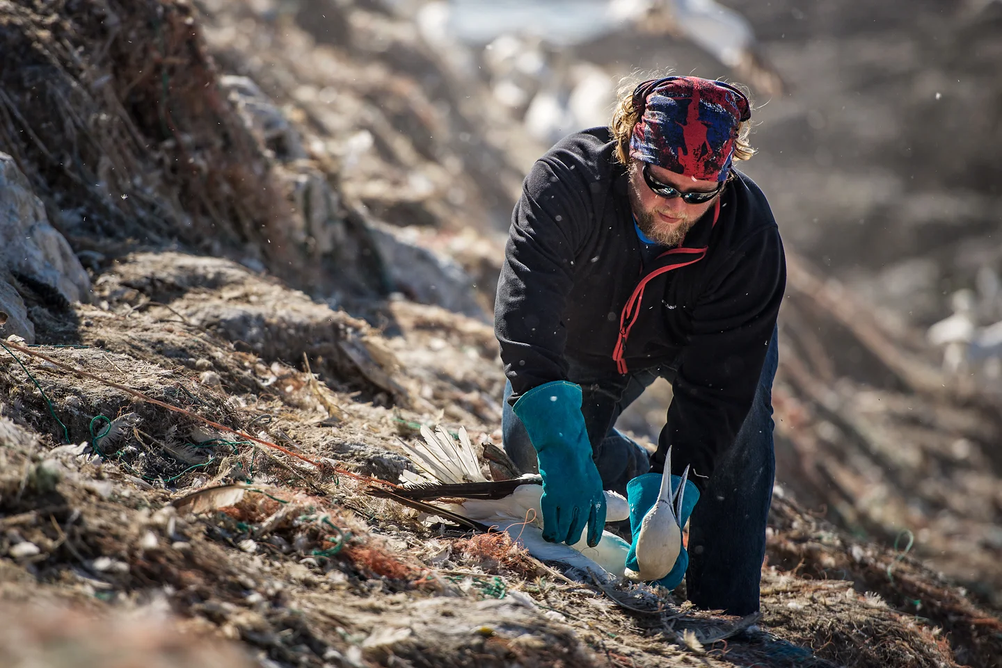 Often risking their own lives to save gannets hanging from tall sea-cliffs, the team rescue an average of 50 birds each year. Gannets can live for 35 years, so the survival of even a single bird will affect the reproductive success of the colony
