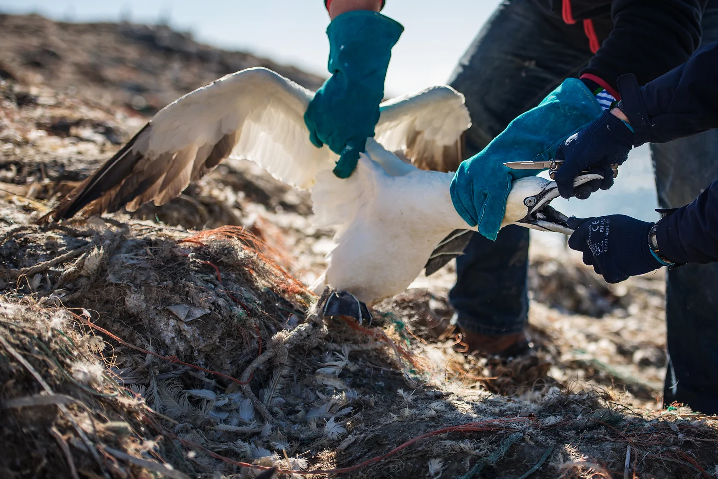 Entanglement in plastic nets is not the only problem - gannets often ingest fishing lines and other floating debris like released balloons
