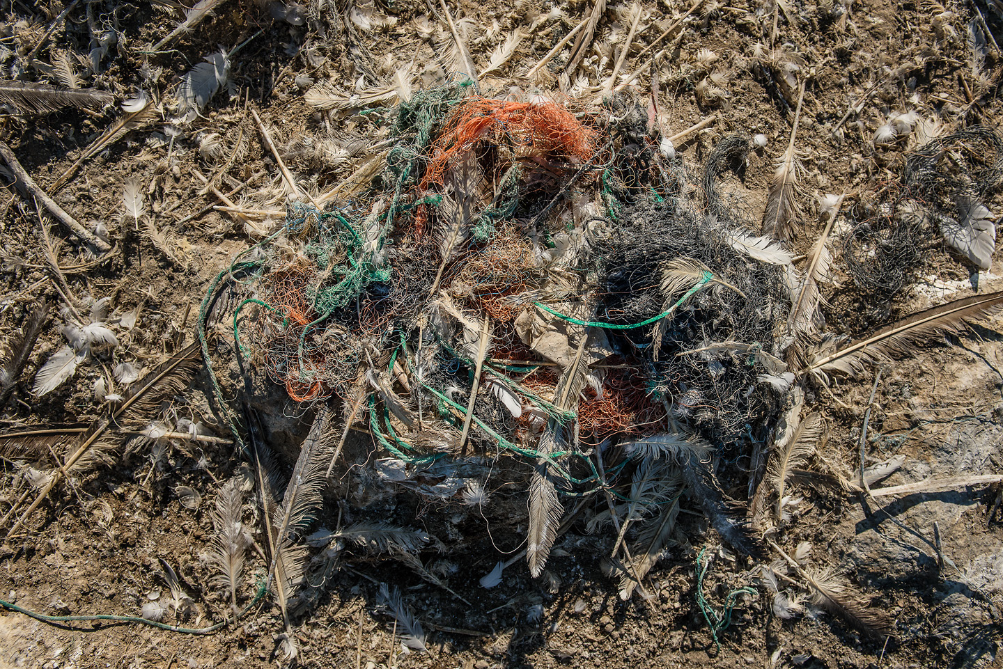  On average, a gannet’s nest on Grassholm contains half a kilogram of plastic, but this ranges to well over a kilogram. Synthetic fibres can make up the majority of the nest, so removal is not an option 