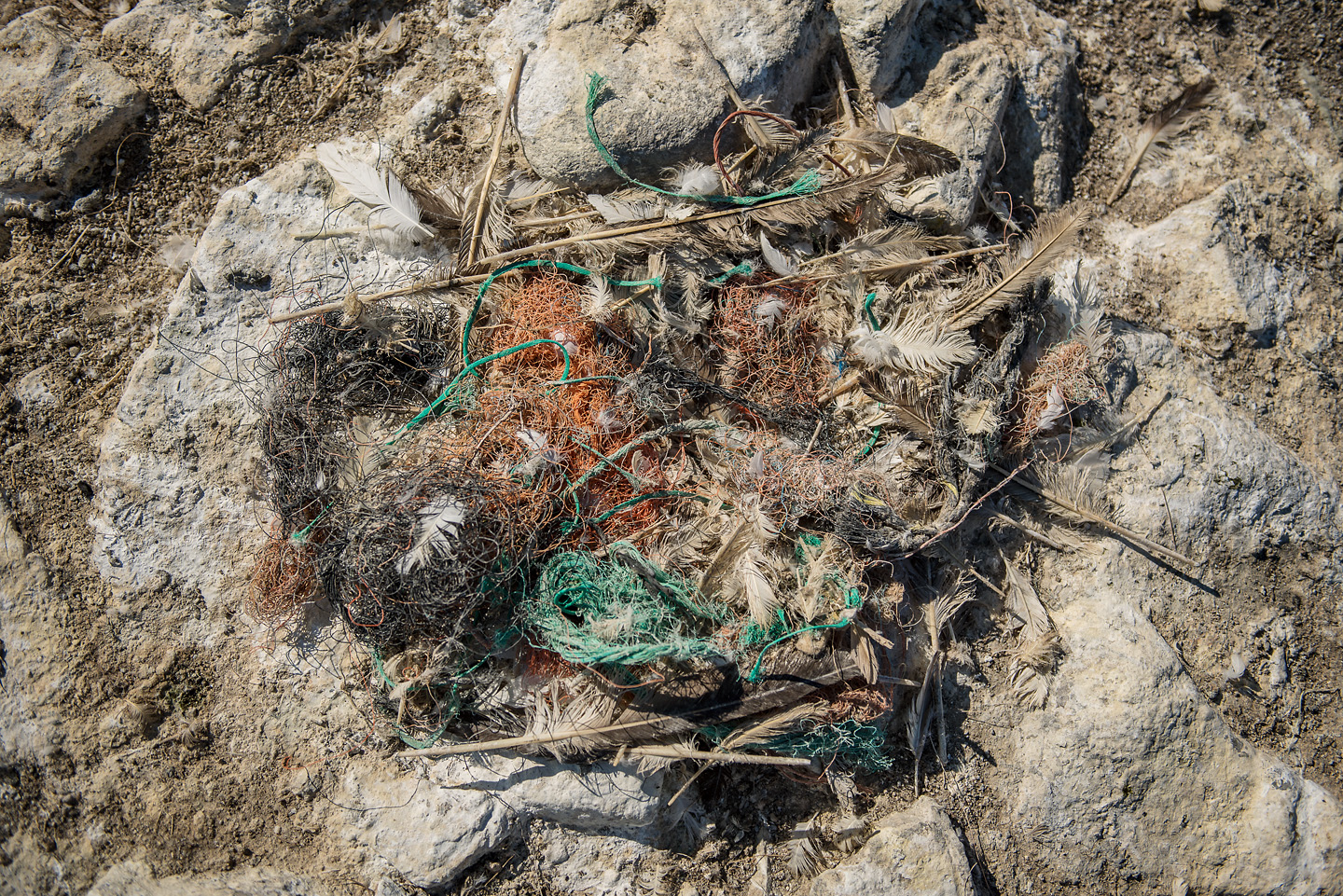  Removing the plastic would mean destroying nests and for a species which returns to the same nest each year, this would be too disruptive to the colony 