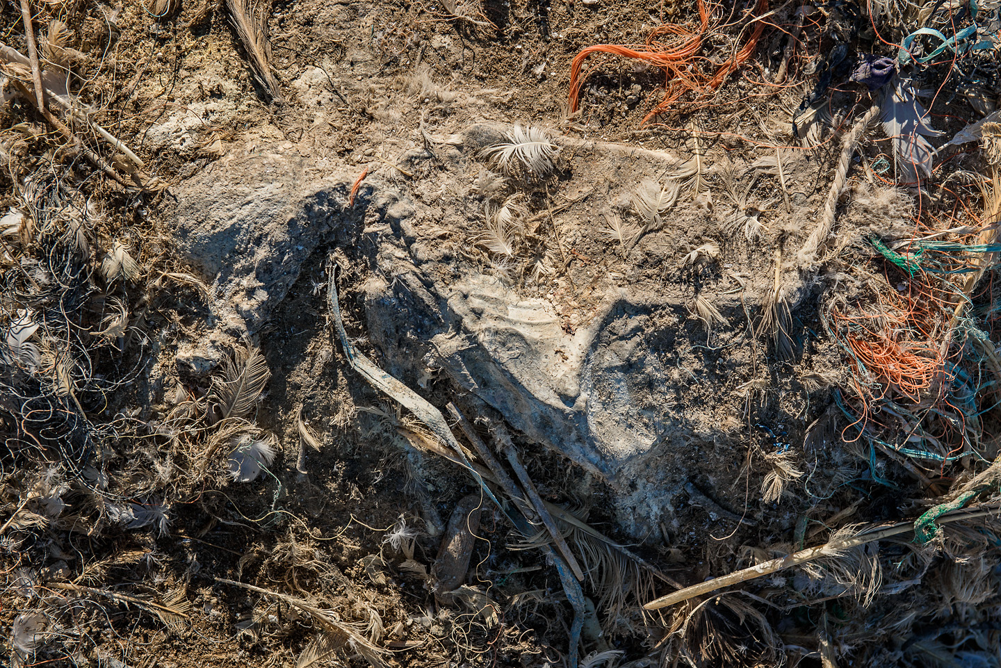  Dead gannets become a part of the landscape on Grassholm and all Greg and the volunteers can do is continue to firefight the situation and save as many birds as they can 