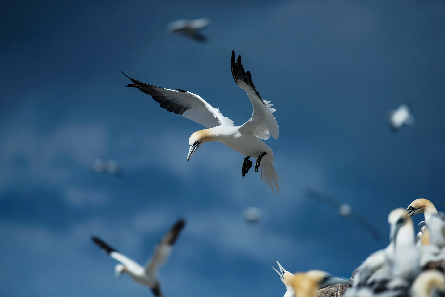 Education about marine plastics and gaining a better understanding of the behaviours of this most charismatic of seabirds is the only long term solution to protecting the species