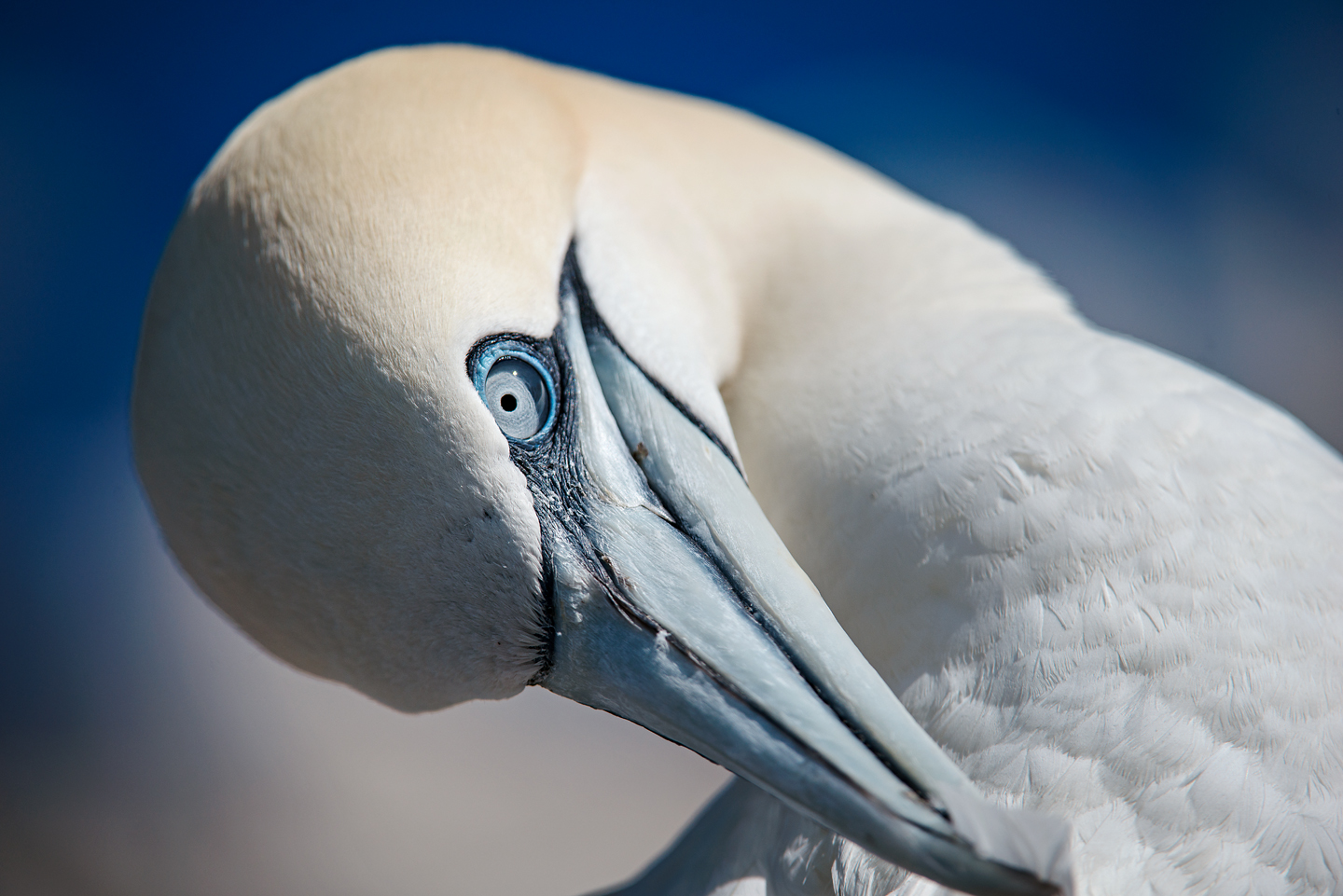  The UK has a great responsibility to protect the northern gannet. Being home to 3/4 of the global population, any policy made that affects gannets in the UK will have ramifications for the health of the species 