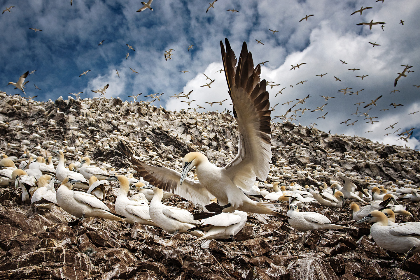  It has been said that the Bass Rock, home to a tenth of the world’s northern gannets is one of the wonders of the natural world. Preventing potential disturbance to this national treasure makes the current research of the utmost importance 