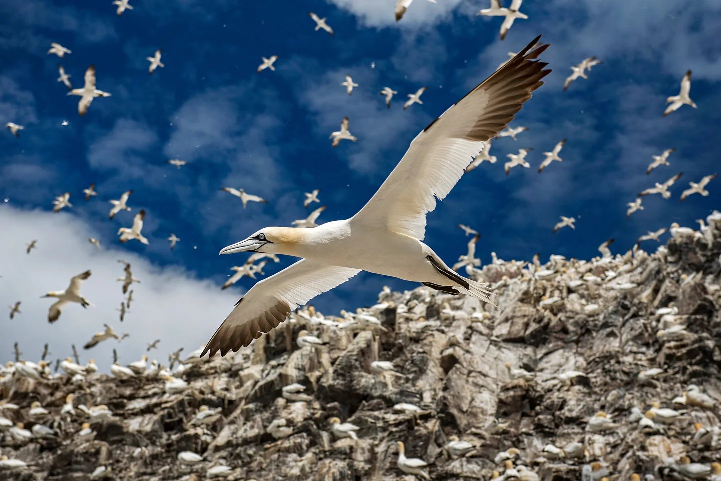 That the current population is thriving and that so many return to the UK each year to nest is a privilege that deserves to be cherished and celebrated