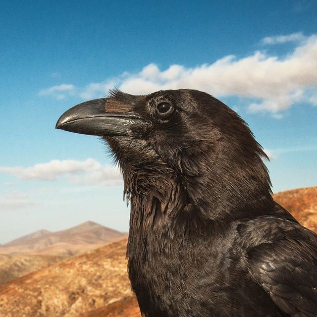 This wild raven was known locally as Geronimo. I found him hanging out at a viewpoint on the tourist trail in Fuerteventura and was amazed at how confident he was. When he realised I had nothing to offer him he took flight and disappeared. 5 mins later a tour bus turned up and the driver got out, shouting "Geronimo!" Into the valley. Geronimo quickly returned to greet the bus load of tourists and pick up the treats they had to offer him. An awesome encounter with a real character 📷🚌🏜🦅