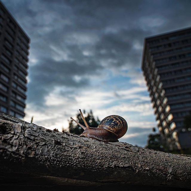 If you missed me on BBC 1 Countryfile last night I have put the link in my bio.. The piece was filmed at Woodberry Wetlands in London, where you can find wildlife in the heart of the city surrounded by tall tower blocks. It's great that so many people living in these high rises with no gardens have this on their doorstep. For those interested, during the piece, I'm shooting with a Sony A9 and a Nikon D750 with a Laowa 15mm
📷🐌🏙👍