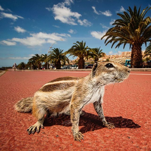 Barbary ground squirrel / beach invader 🐿🏖📷🌇☀️👍