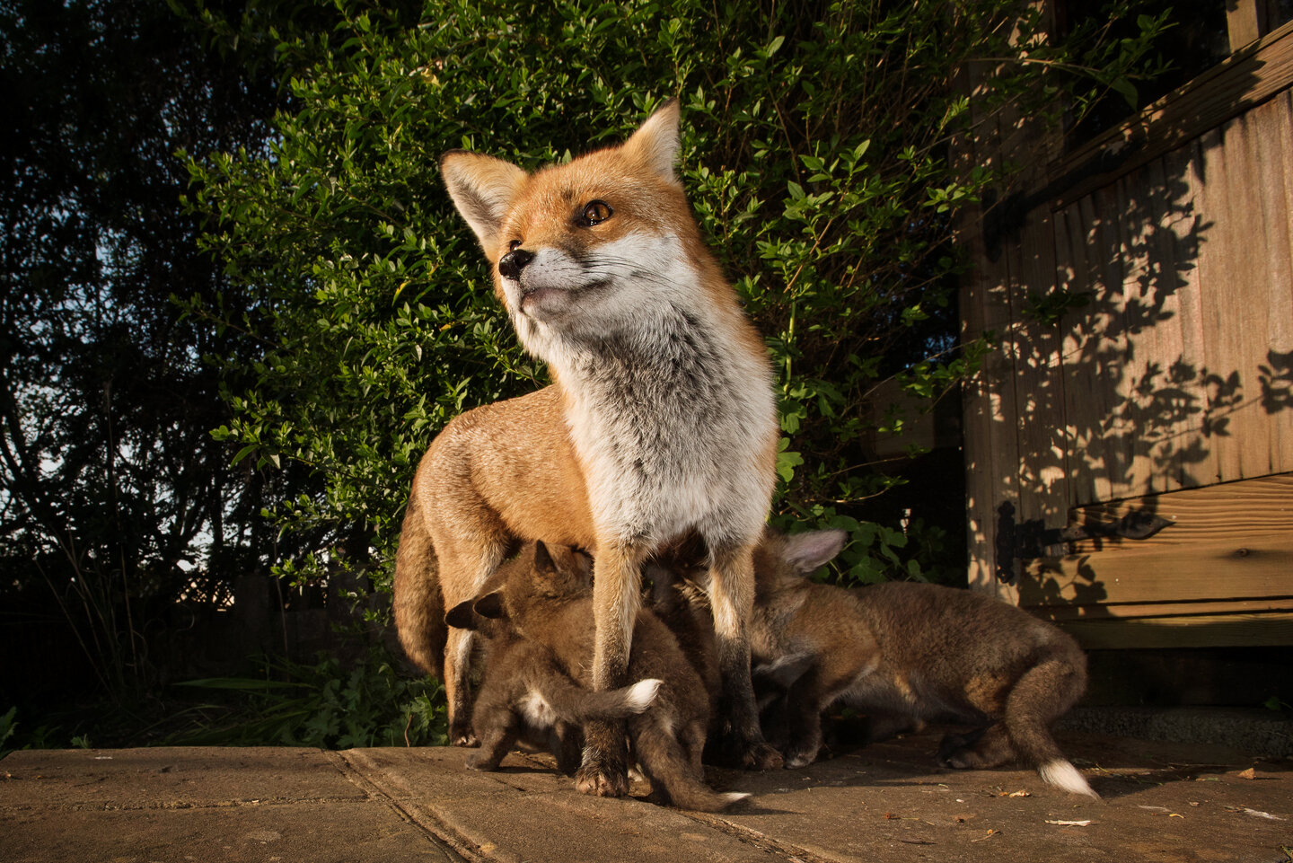  But the surviving 5%, who were more resistant to mange, slowly repopulated Bristol with a more resilient population 