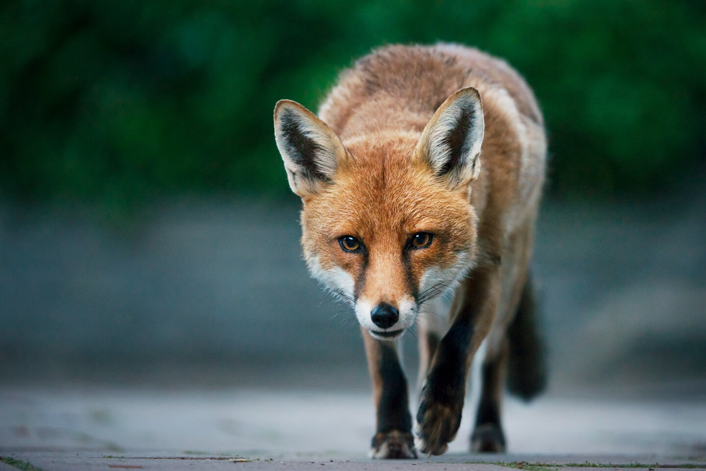  Territory sizes in Bristol have varied wildly, since an outbreak of mange in 1995 killed 95% of the city’s population 