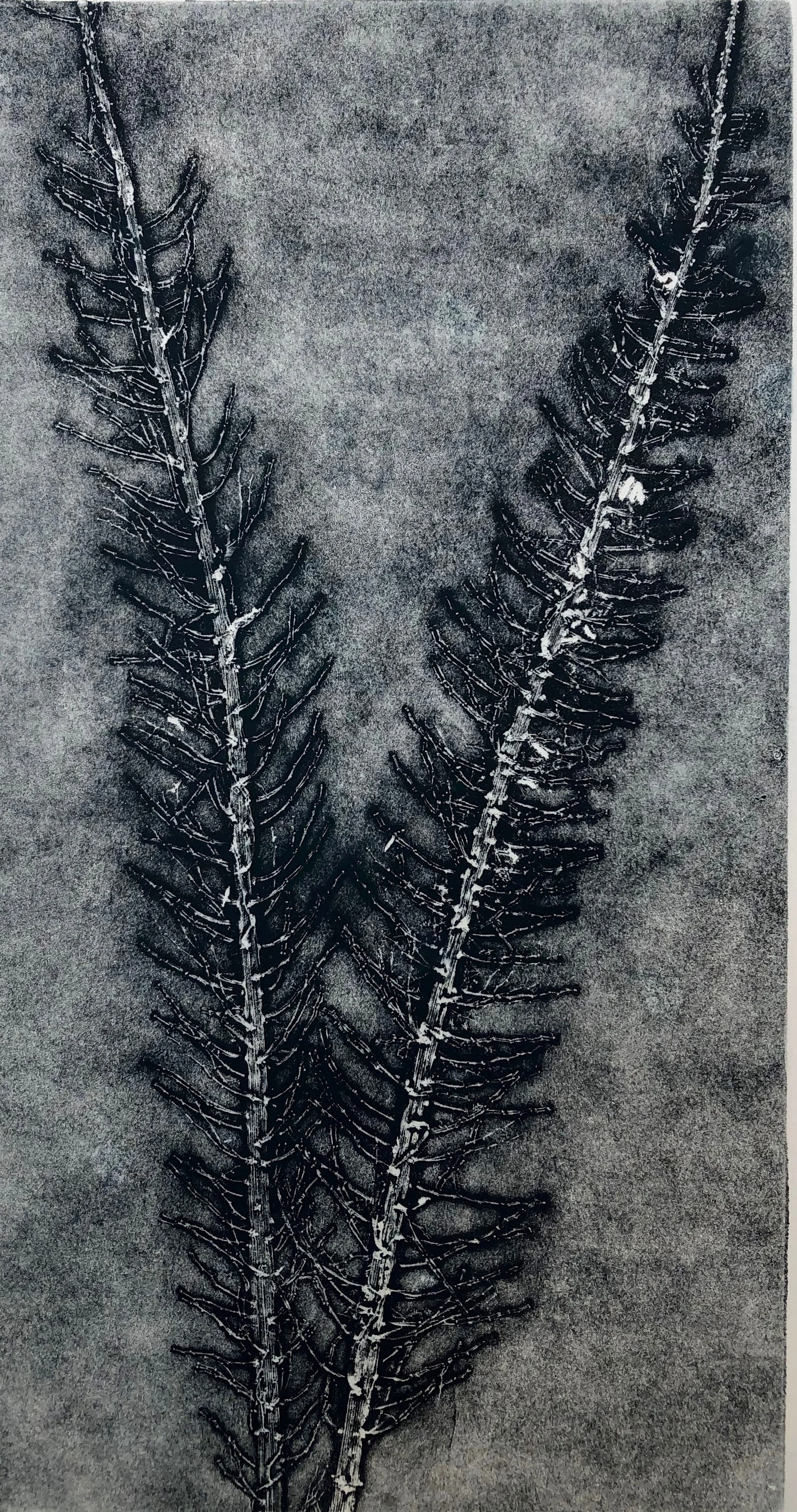 silver frond.jpg
