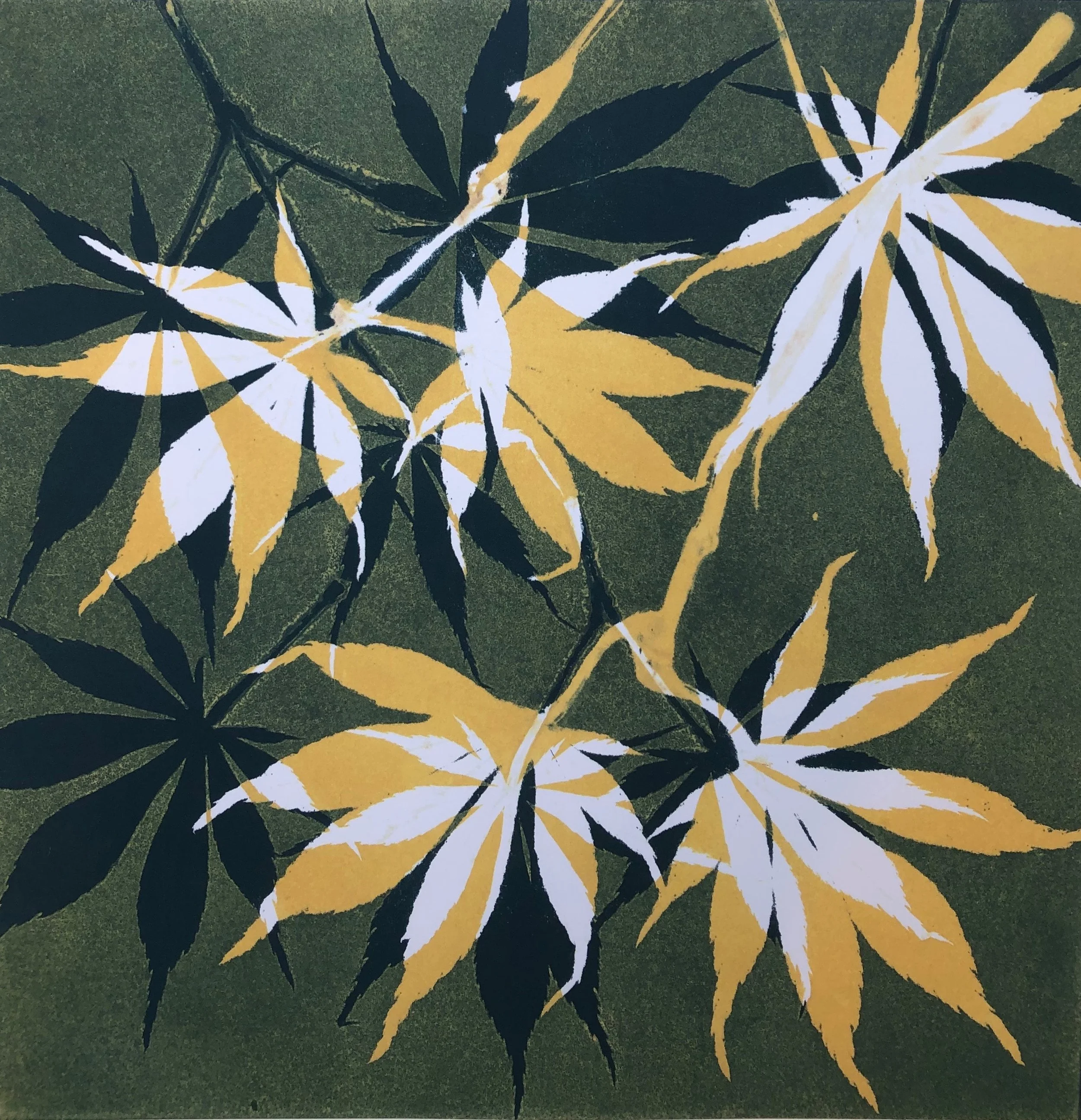 maples in green and yellow.jpg