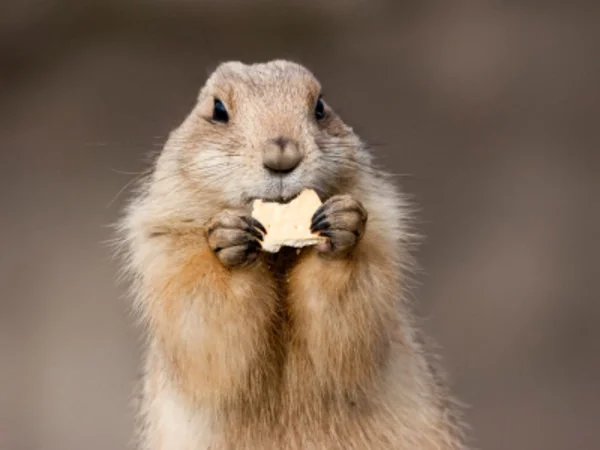 Woodchucks: Pest or Pet?