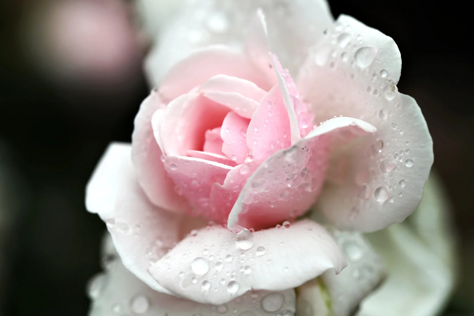 delicate_by_schatzfoto-d52bsui.jpg