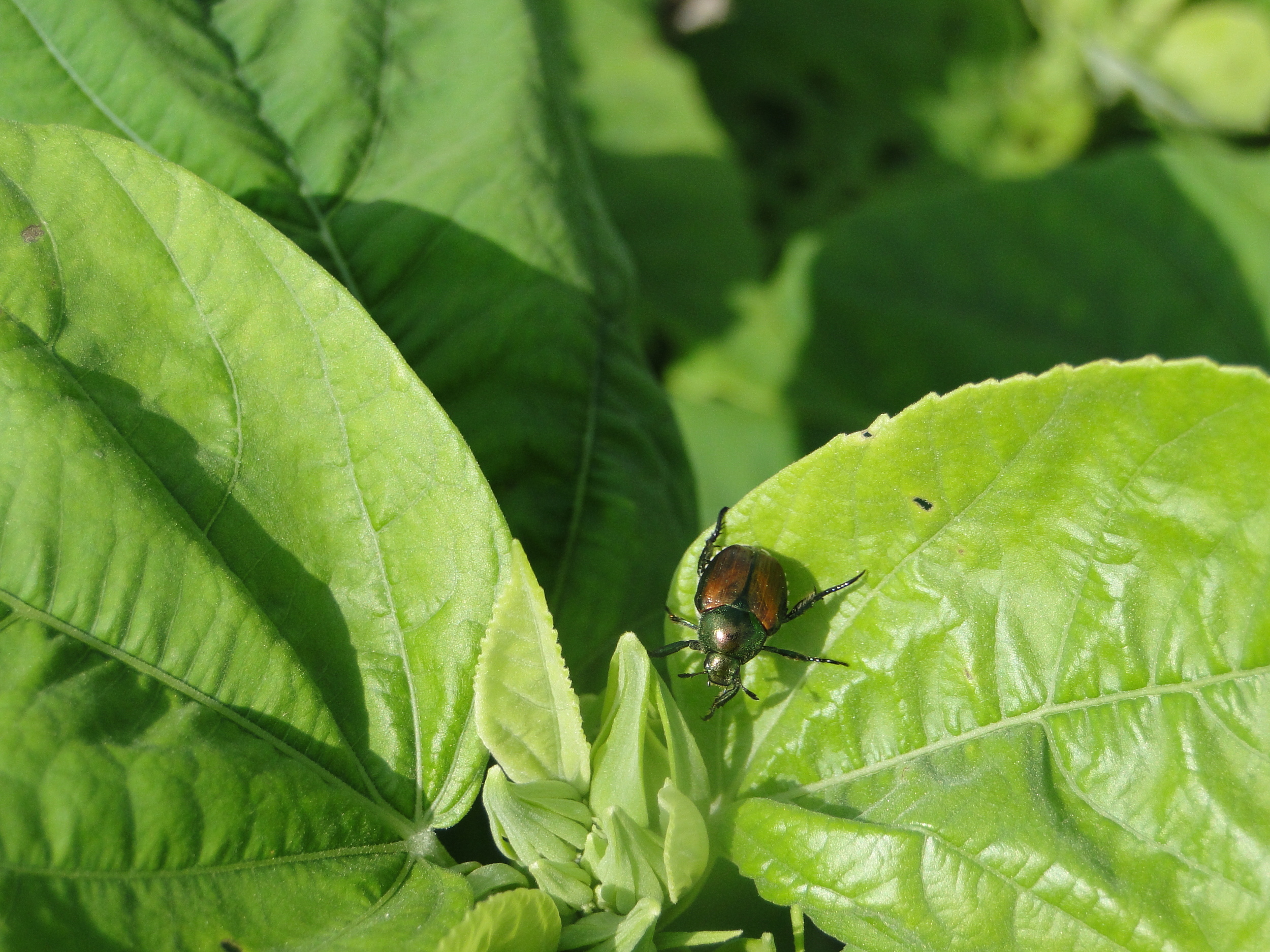 Japanese Beetle