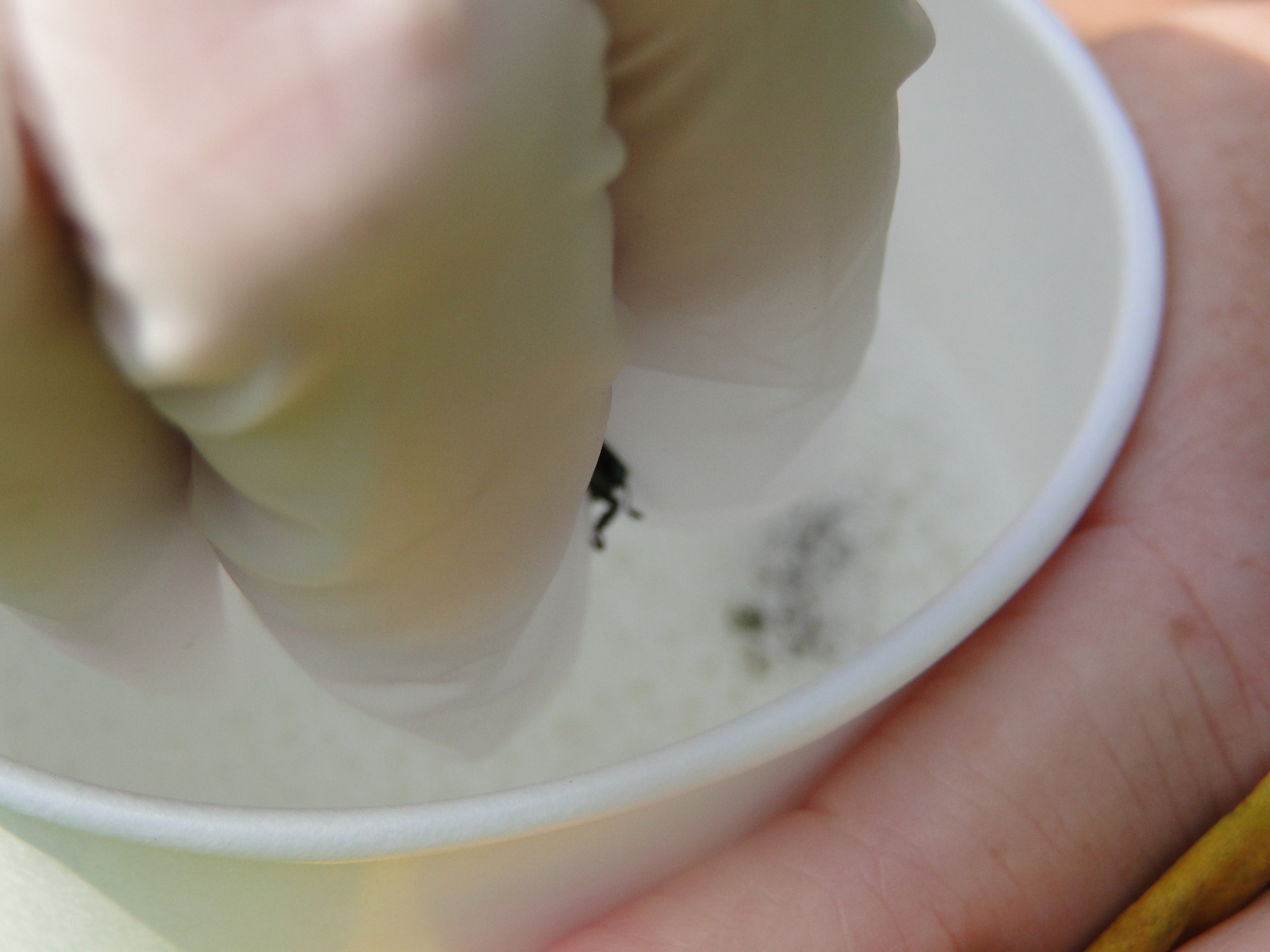 Step 5: Drop beetles into soapy water